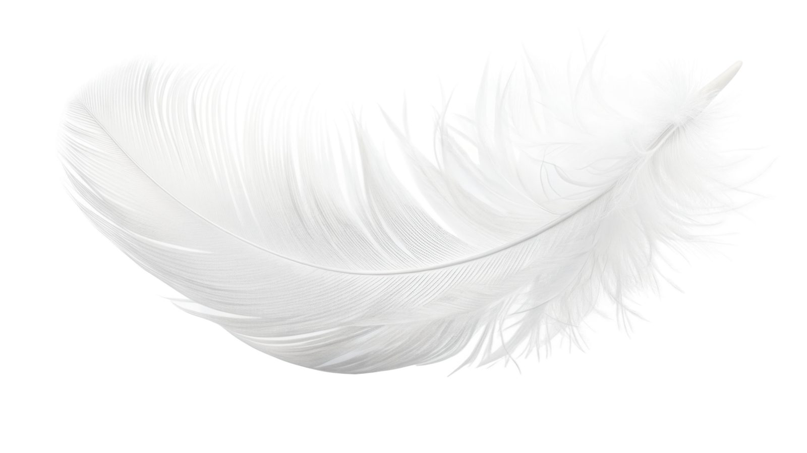 Soft Feather